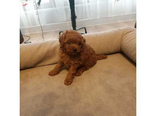 Koyu renk, lekesiz yakışıklı bir bebek