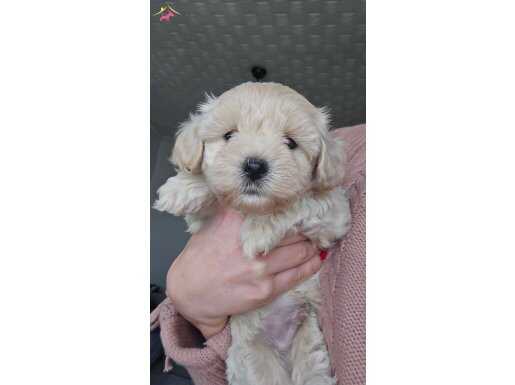 Maltipoo