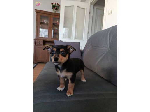 Tuvalet eğitimi olan minik