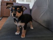 Tuvalet eğitimi olan minik