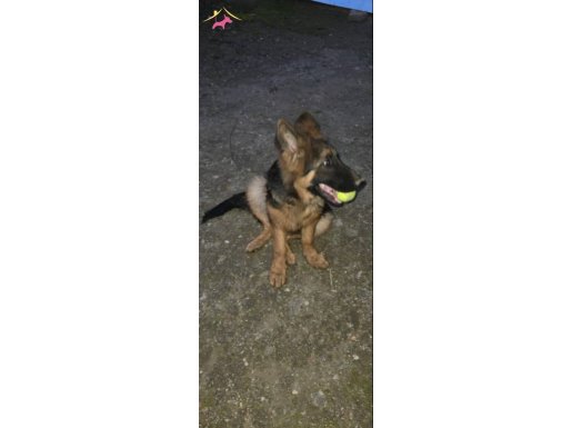 Alman çoban köpeği