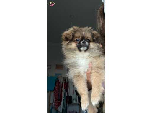 3 buçuk aylık dişi oyuncu yavrumuza yuva arıyoruz