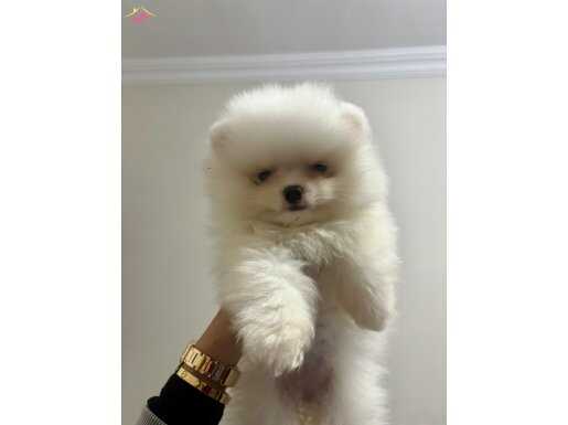 3 AYLIK DİŞİ POMERIAN YAVRU