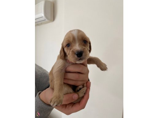 Erkek Spaniel Cocker