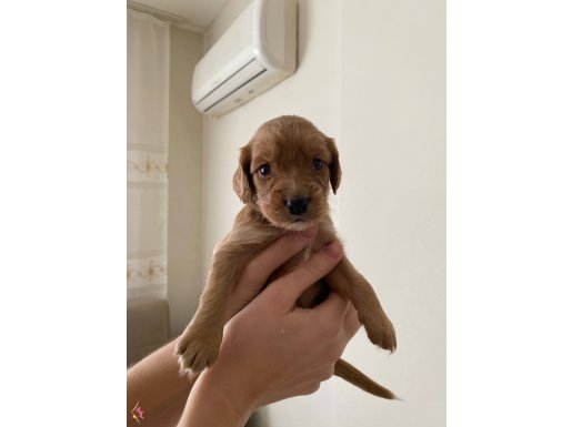 Dişi Spaniel Cocker