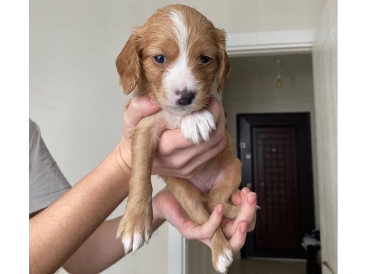 Dişi Spaniel Cocker