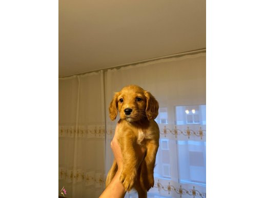 İngiliz Cocker Erkek