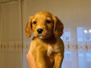 İngiliz Cocker Erkek