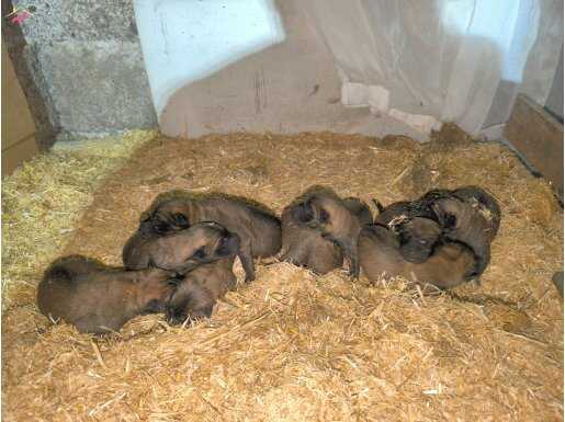 Belçika malinois Yavruları şehir dışı gönderim vardır Samsun