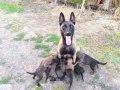 A kalite Belçika malinois yavruları