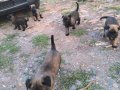 A kalite Belçika malinois yavruları