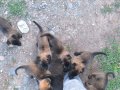 A kalite Belçika malinois yavruları