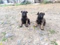 A kalite Belçika malinois yavruları