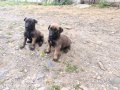 A kalite Belçika malinois yavruları