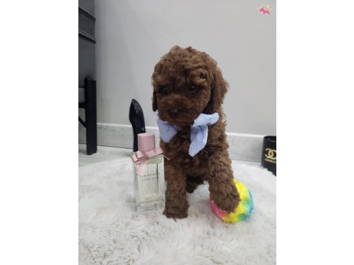 EV ORTAMINDA BÜYÜYEN 