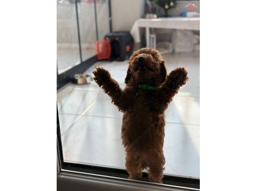 3 aylık erkek yavrumuz 