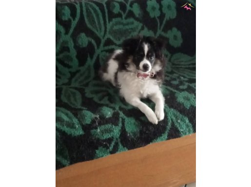 Kızımız 4 aylık Border collie 