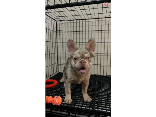 Özel renk benzersiz dişi yavrular 