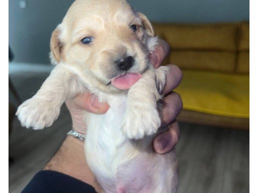 Harika patililer kaçırmayın