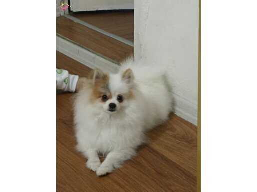 Erkek kısa boy party colar