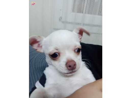Kar Beyazı Chihuahua 