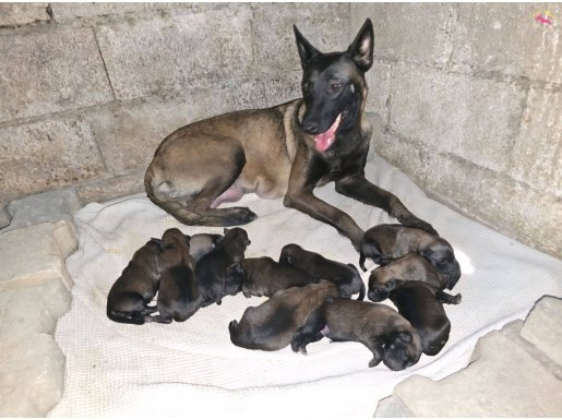 A Kalite İleri düzey itaat alabilen ve koruma yapan yavrular
