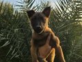 Yüksek Drive Sahibi 3 Aylık Safkan Malinois - Karakterli Koruyucu Yavru