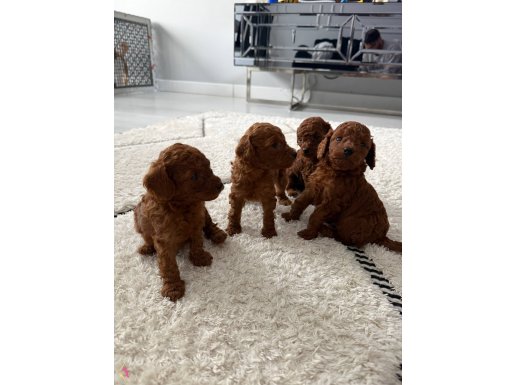 Harika Poodle yavruları