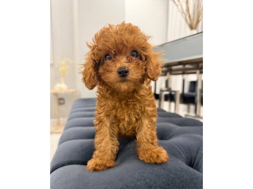 Güzeller güzeli toy Poodle yavruları