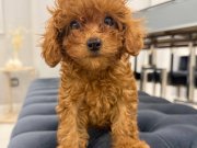 Güzeller güzeli toy Poodle yavruları