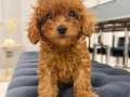 Güzeller güzeli toy Poodle yavruları