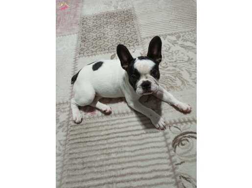 Frence buldog