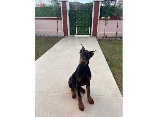 King doberman 6 aylık