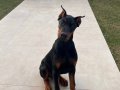 King doberman 6 aylık