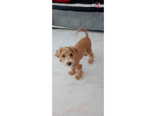 5 Aylık Maltipoo Eğitimli Yavru