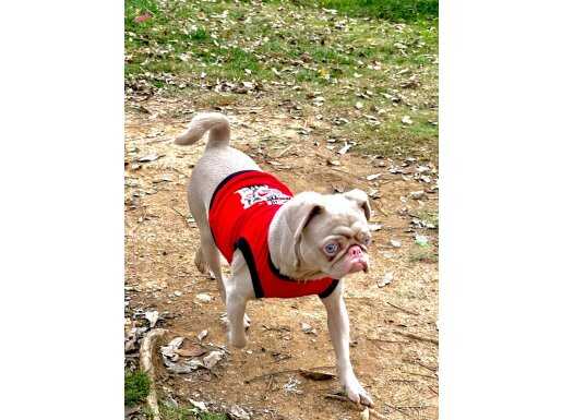 Albino pug eğitimli