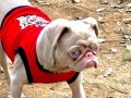 Albino pug eğitimli
