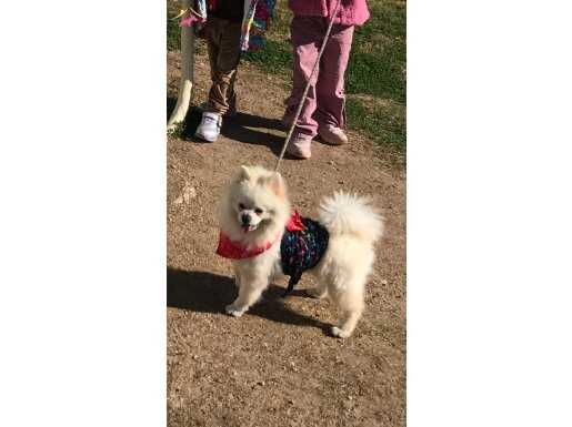 Akıllı söz dinleyen oyun arkadaşı 