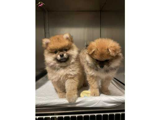 Dişi Pomerian Boo Bursa