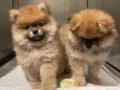 Dişi Pomerian Boo Bursa