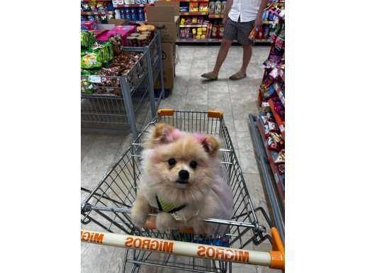 Paris bir yaşında dişi sağlıklı tüm aşıları tam