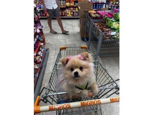 Paris 1 yaşında .dişi tüm aşıları yapılmış sağlık hareketli.