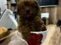 2 aylık yavru en küçük boy erkek toy poodle