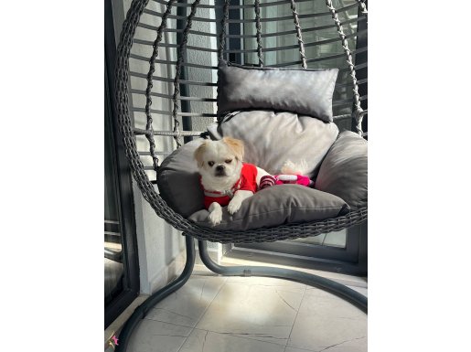 Oyuncu ve uysal miniğimiz 