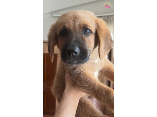 2 aylık yavru çoban köpeği 