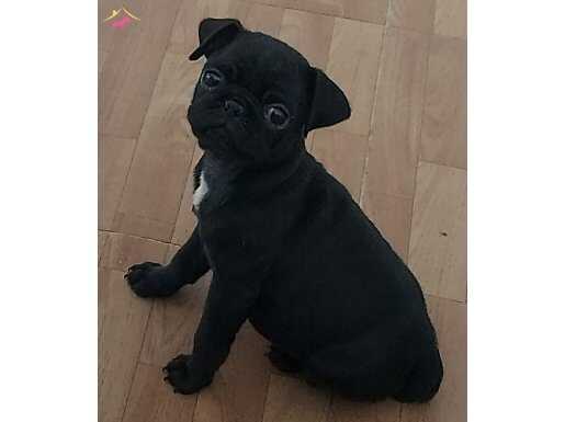 A KALİTE  YAVRU PUG  2 AYLIK ERKEK
