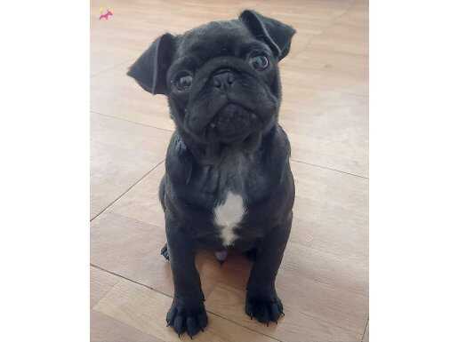 SİYAH PUG ERKEK YAVRU