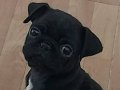 A KALİTE  YAVRU PUG  2 AYLIK ERKEK