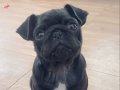SİYAH PUG ERKEK YAVRU