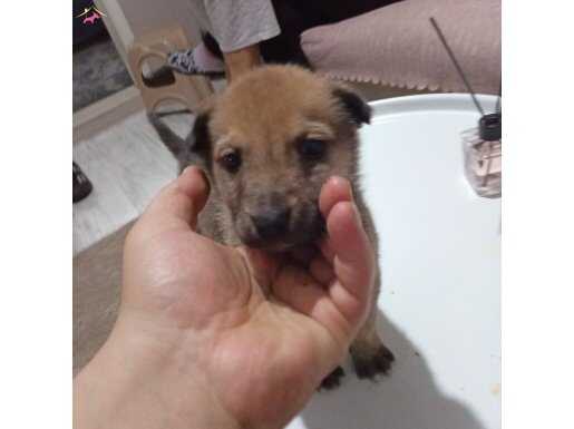  1 aylık Erkek Belçika Kurdu yavrumuz